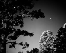 Rollei Infrared 400 (4x5) - Image 3