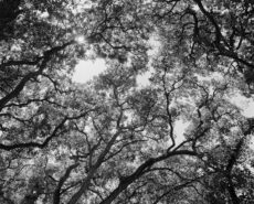 Rollei RPX 100 (35mm) - Image 5
